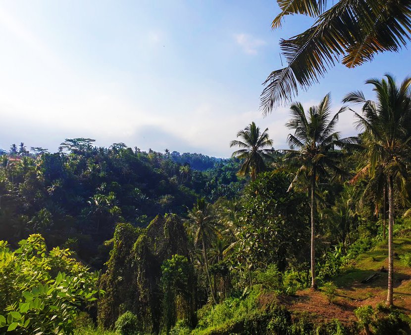 giungla-appena-dietro-ubud