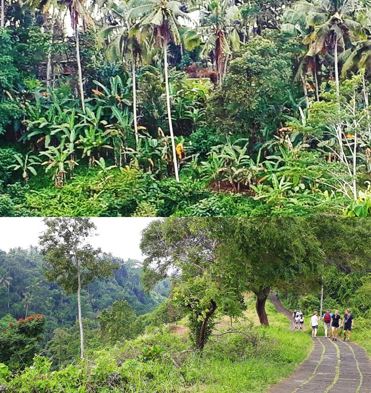 campuhan-ridge-walk-ubud-bali-on-the-road