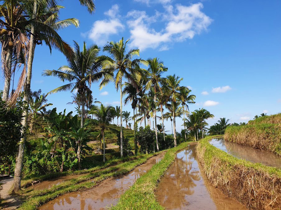 jatiluwih-risaie-escursioni-nord-ubud-bali