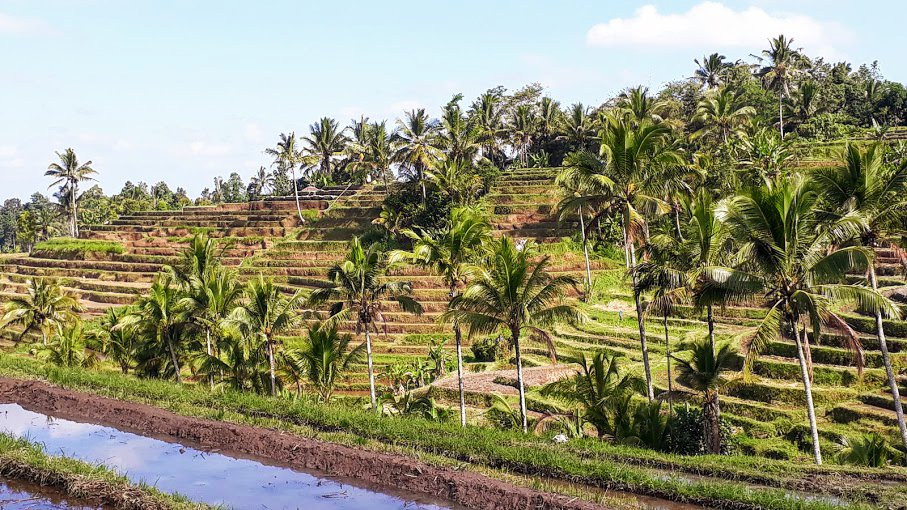 jatuwiluh-risaie-escursioni-ubud-bali