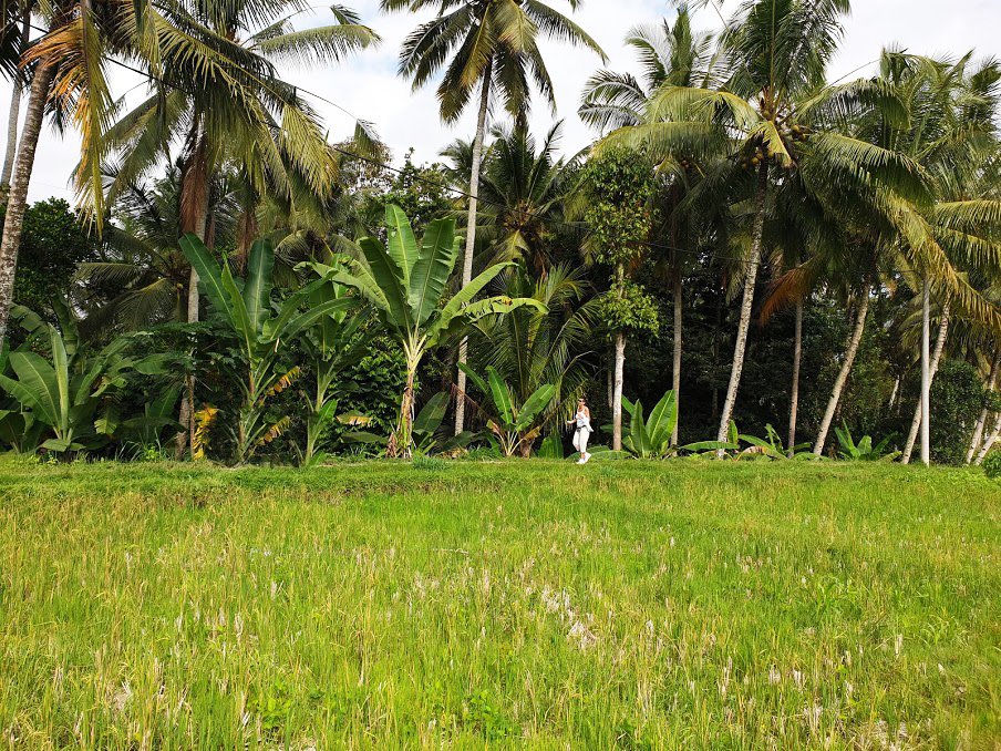 kajen-rice-field-walk-escursione-ubud-bali