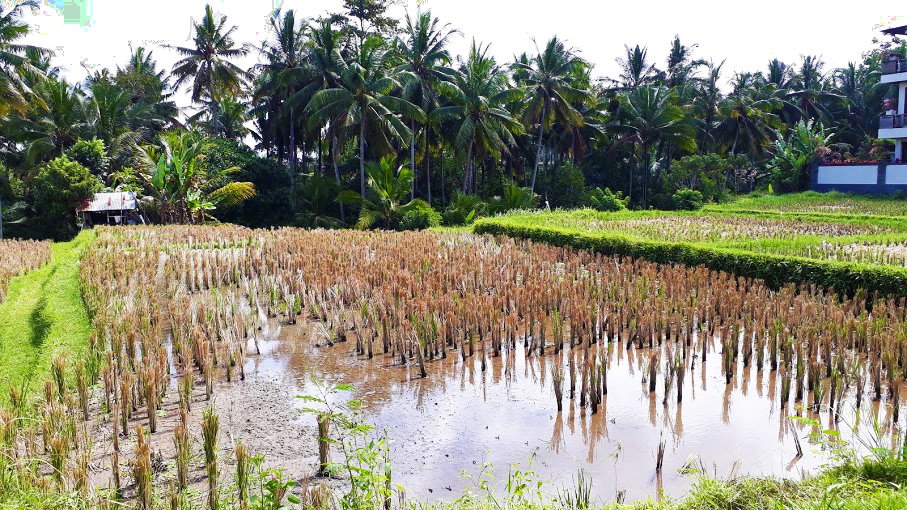 kajen-rice-field-walk-escursione-ubud-bali