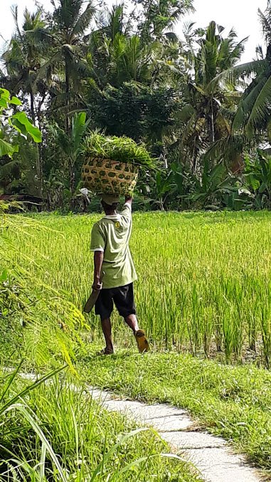 kajeng-walk-ubud-bali-escursioni