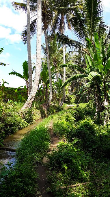 kajeng-walk-ubud-bali-trekking-zone-dissestate