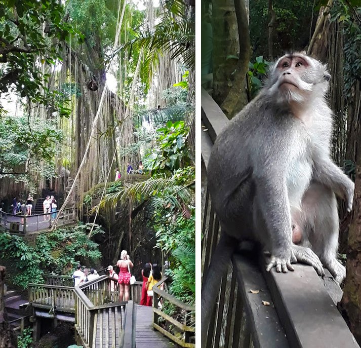 monkey-forest-ubud-bali-on-the-road