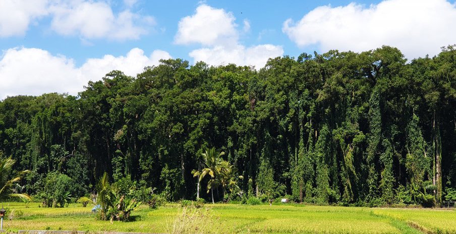 sangeh-bali-monkey-forest
