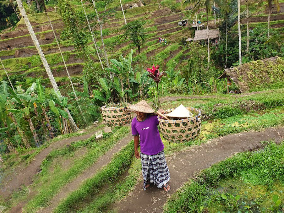 tegalalang-risaie-ubud