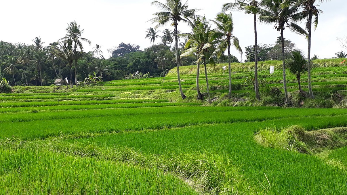 yeh-puluh-ubud-bali-escursione-est-risaie